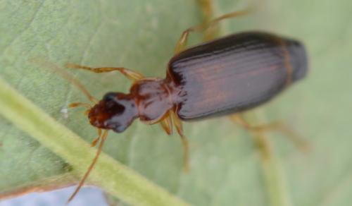 Réf. 341 434 : Dromius meridionalis